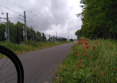 Red poppies on the F6... no signage...